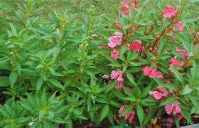 Attēlu rezultāti vaicājumam “Balsaminaceae”