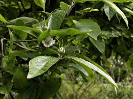 Attēlu rezultāti vaicājumam “Mespilus germanica”