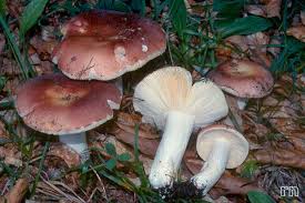 Attēlu rezultāti vaicājumam “Russula vesca”