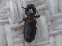 Attēlu rezultāti vaicājumam “Clivina fossor”