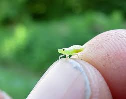 Attēlu rezultāti vaicājumam “Thecabius affinis imago”