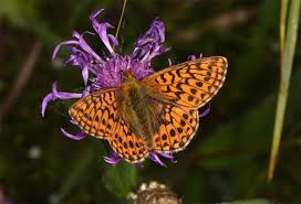 Attēlu rezultāti vaicājumam “Boloria aquilonaris”