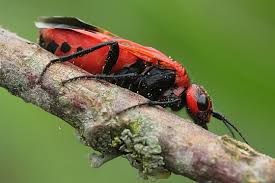 Attēlu rezultāti vaicājumam “Caenolyda reticulata”