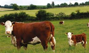 Image result for ganado bovino