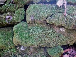 Attēlu rezultāti vaicājumam “Homalia trichomanoides sporophyte”