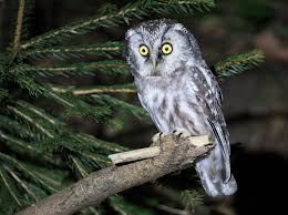 Image result for Aegolius funereus