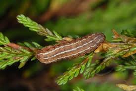 Attēlu rezultāti vaicājumam “Lycophotia porphyrea”