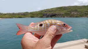 Image result for Lutjanus synagris