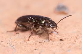 Attēlu rezultāti vaicājumam “Harpalus sp.”