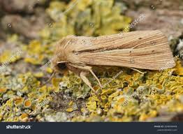 Attēlu rezultāti vaicājumam “Mythimna impura”