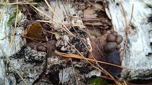 Attēlu rezultāti vaicājumam “Diachea leucopodia stalked”