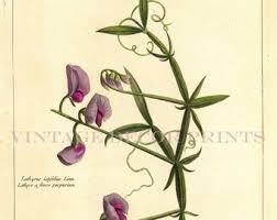 Attēlu rezultāti vaicājumam “Lathyrus latifolius leaf”