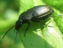 Attēlu rezultāti vaicājumam “Poecilus lepidus”