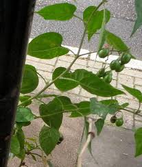 Attēlu rezultāti vaicājumam “Solanum dulcamara leaf”