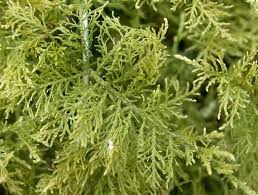 Attēlu rezultāti vaicājumam “Thuidium assimile”