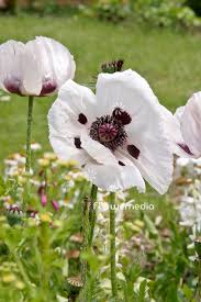 Attēlu rezultāti vaicājumam “Papaver orientale  flower”
