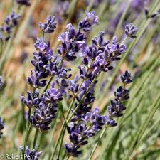 Attēlu rezultāti vaicājumam “Lavandula angustifolia leaf”