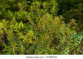 Attēlu rezultāti vaicājumam “Ledum palustre leaf”