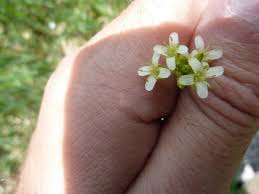 Attēlu rezultāti vaicājumam “Arabis glabra”