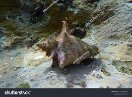 Image result for Aliger gigas