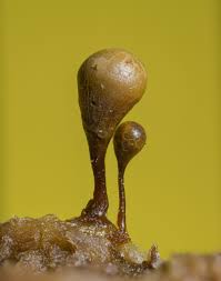 Attēlu rezultāti vaicājumam “myxomicetes”