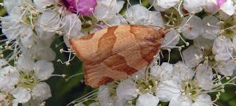 Attēlu rezultāti vaicājumam “Pandemis cerasana”