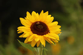 Image result for Sonnenblume
