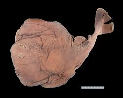 Image result for Tetronarce nobiliana