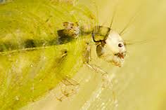 Attēlu rezultāti vaicājumam “Trichoptera egg mass”