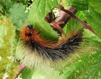 Attēlu rezultāti vaicājumam “Arctia caja larva”