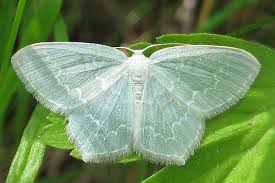 Attēlu rezultāti vaicājumam “Jodis putata”