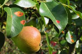 Attēlu rezultāti vaicājumam “Gymnosporangium sabinae”