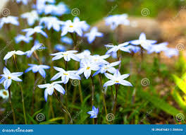 Attēlu rezultāti vaicājumam “Sisyrinchium montanum”