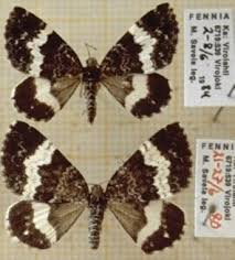 Attēlu rezultāti vaicājumam “Spargania luctuata”