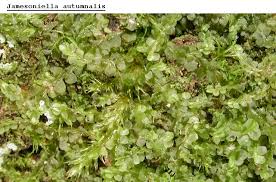 Attēlu rezultāti vaicājumam “Gymnocolea inflata”