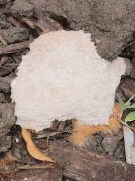 Attēlu rezultāti vaicājumam “Fuligo cinerea”