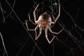 Attēlu rezultāti vaicājumam “Steatoda grossa”