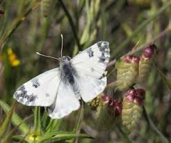 Attēlu rezultāti vaicājumam “Pontia edusa underside”