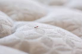Image result for bed bugs