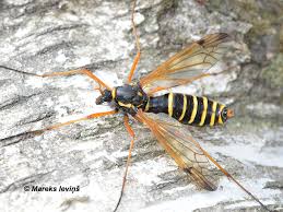 Attēlu rezultāti vaicājumam “Tetanops myopina”