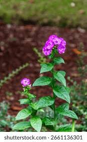 Attēlu rezultāti vaicājumam “Polemoniaceae”