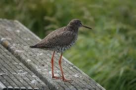 Attēlu rezultāti vaicājumam “Tringa totanus”