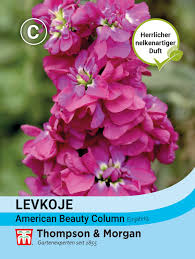 Image result for Levkoje