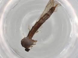 Attēlu rezultāti vaicājumam “Trichocera regelationis”