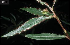 Attēlu rezultāti vaicājumam “Salix purpurea leaf”