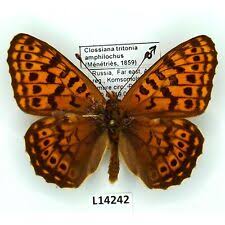 Attēlu rezultāti vaicājumam “Clossiana euphrosyne”