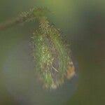 Attēlu rezultāti vaicājumam “Linnaea borealis fruit”