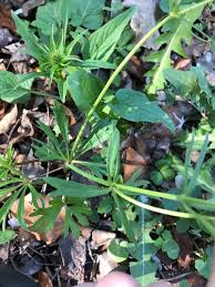 Attēlu rezultāti vaicājumam “Ranunculus auricomus leaf”