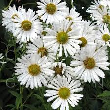Image result for Leucanthemella serotina