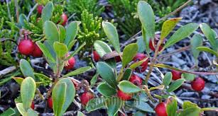 Attēlu rezultāti vaicājumam “Arctostaphylos uva-ursi fruit”
